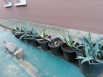 Kaktus, Agave - 3