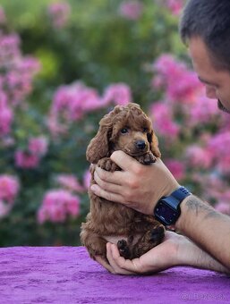 Stredne Veľký Pudel - Medium Poodle - 3