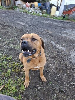 Cane corso - 3