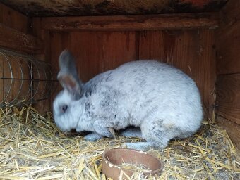 Veľký svetlý strieborný králik - tetované ocenené - 3