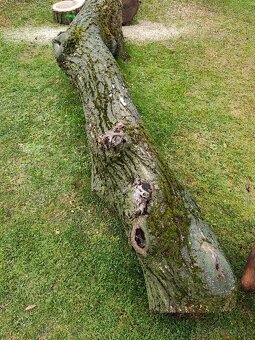 Predám kmene z čerstvo spíleneho stromu - 3