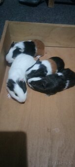 Morské prasiatka - 3