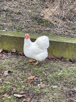 Wyandotka biela - zdrobnelá - 3