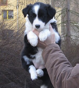 Šteňatá s PP - Border kólia / kolia - již k odběru - 3