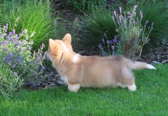 welsh corgi - 3