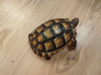 Suchozemska korytnačka Testudo Marginata - 3