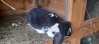 Francuzsky baran - 3