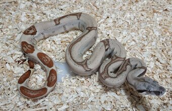 Boa imperator - Normal a Hypo 66% het Sterling VPI - 3