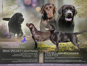 Labrador retriever - šteniatko čokoládová fenka s PP - 3