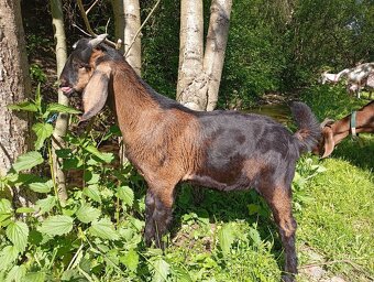 Anglonubijska koza a capko - 3