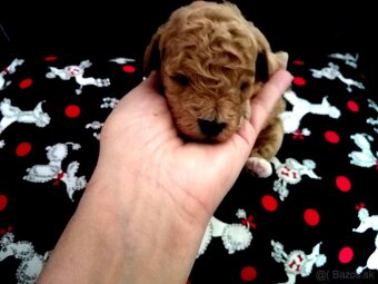 Pudlik pudel Toy - 3