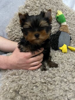 Yorkshire terrier s PP FCI - 3
