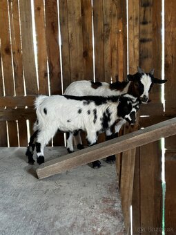 holandské Mini kozicky - 3