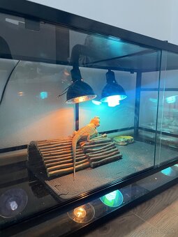 Terarium - 3