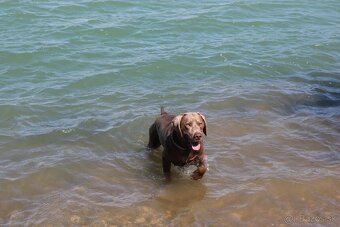 Weimarsky stavač-KRYTIE - 3