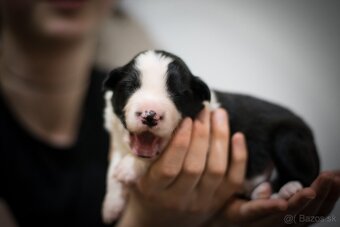 Border Kólia s PP - plánovaný vrh - šteniatka - 3