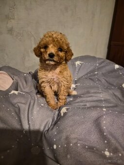 Pudlik toy fenka - 3