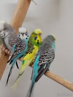 Výstavné andulky - 3