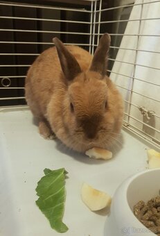 Stráženie a ubytovanie pre zvieratko - 3