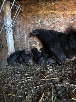 Kuriatka Ayam Cemani - 3