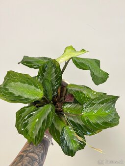 Maranta leuconeura ‘Silver Band’ - 3
