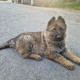 Nemecký ovčiak šteniatka - 3