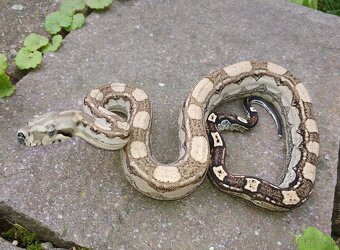 Boa imperator - Hypo Arabesque Keltic het Sharp Albino - 3