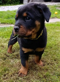 Rotvajler, Rottweiler, RTW - 3