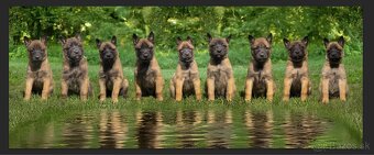 Belgický ovčiak Malinois ,,G” vrh - 3