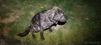 Fenka cane corso x stredoázijský ovčiak - 3