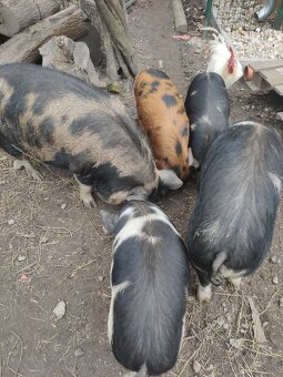 Kune kune - 3