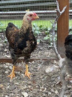 Predam kohutiky zdrobnelej Wyandotky - 3