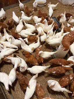 Predám mládky 20 týždňové 
Nosnice - 3