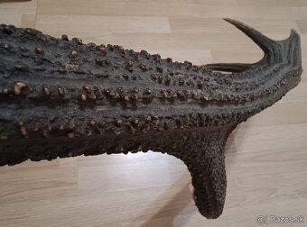 Trofej trofeje parohy parožie zhody... - 3