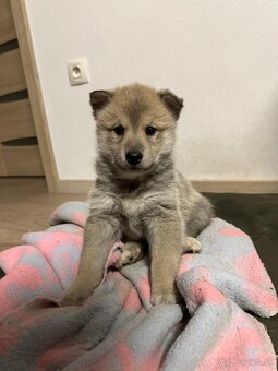 Západosibírska lajka s PP - šteniatka - 3