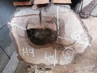 Orech - priečny rez - 3