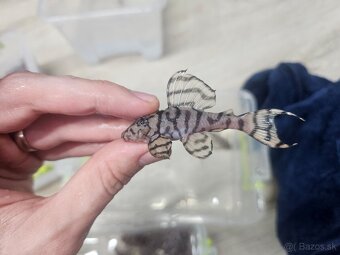 L 236 Creme - odchov - 3