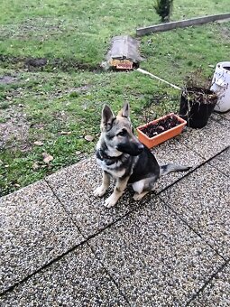 Nemecký ovčiak - 3