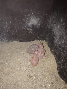 Alexander velky zeleny - 3