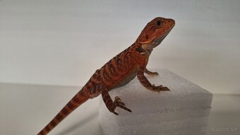 Agama bradatá - Red mláďata - 3
