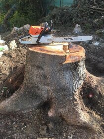 Frézovanie pňov, arboristika, štiepkovanie, odstránenie pňov - 3