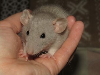 Dumbo, rex - mláďata potkánků s výpisem předků - 3