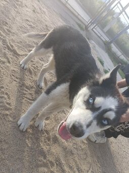 Sibírsky husky - 3