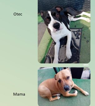 American Staffordshire terrier - 3