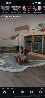 Anglicky buldog - 3