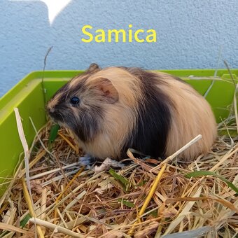 Predám morčatá - 3