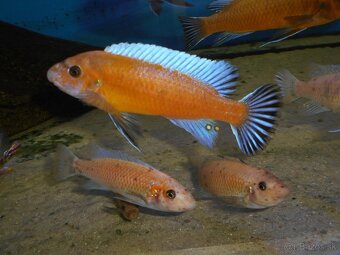 Africké cichlidy Malawi. - 3