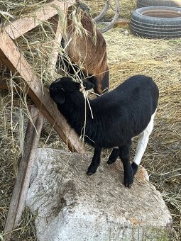 Baran,kamerunska koza - 3