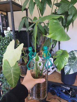 Odrezky monstera thai constellation - 3