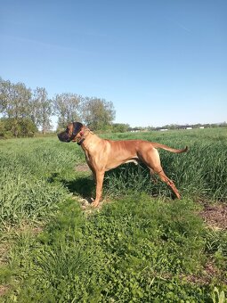 Rhodesian ridgeback - 3